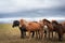 Icelandic horses stands together in the icelandic wilderness during windy and rainy weather.