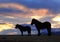 Icelandic horses at sunrise