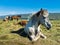 Icelandic horses taking rest on a meadow at sunny summer day
