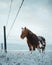 Icelandic horses are very unique creatures for the Iceland. These horses are more likely ponies but quite bigger and they are