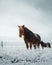 Icelandic horses are very unique creatures for the Iceland. These horses are more likely ponies but quite bigger and they are