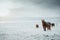 Icelandic horses are very unique creatures for the Iceland. These horses are more likely ponies but quite bigger and they are