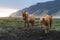 Icelandic horses are very unique creatures for the Iceland. These horses are more likely ponies but quite bigger and