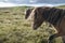 Icelandic horses walking on grassland in Faroe Islands