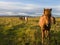 Icelandic horses in the wild