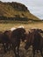 Icelandic horses wild mountains animals