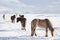 Icelandic Horses in Winter