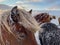 Icelandic horses in winter