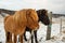 Icelandic horses during the winter. Iceland.