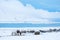 Icelandic horses in winter pasture with snow, Iceland