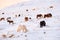 Icelandic Horses In Winter, Rural Animals in Snow Covered Meadow. Iceland.