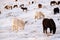 Icelandic Horses In Winter, Rural Animals in Snow Covered Meadow. Iceland.