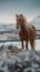 Icelandic landscape adorned with magnificent horse creates a stunning view