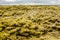 Icelandic lava fields covered with moss panorama, South Iceland