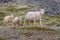 Icelandic male sheep