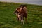 Icelandic mare with her foal in the Icelandic midsummer night