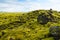 Icelandic moss and volcanic rocks / Iceland