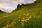 Icelandic mountain valley covered by yellow flowers in a windy weather