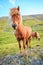 Icelandic pony