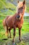 Icelandic pony