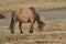 Icelandic Pony in Early Summer