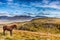 Icelandic Pony in the Mountains