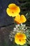 Icelandic poppy