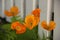 Icelandic Poppy