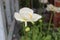 Icelandic poppy in the garden