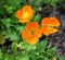 Icelandic poppy or papaver nudicaule in bloom