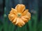 Icelandic Poppy Or Papaver Nudicaule In Bloom