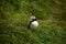 Icelandic Puffin bird on grassy cliff top