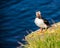 Icelandic Puffin bird standing on the rocky cliff, face straight to camera on a sunny day at Latrabjarg, Iceland, Europe