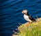 Icelandic Puffin bird standing on the rocky cliff on a sunny day at Latrabjarg, Iceland, Europe