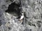 Icelandic puffin birds sunbathing on rocks