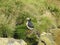 Icelandic puffin birds sunbathing on rocks