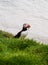 An icelandic puffin bringing some fishes for his babies