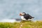 Icelandic puffin close up at latrabjarg