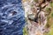 Icelandic puffin flapping its wings, gliding down from the perch of rocky cliff into the turbulent ocean in search for food