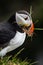 Icelandic Puffin looking over ocean