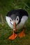 Icelandic Puffin looking over ocean