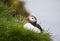 Icelandic puffin, Red-billed, puffin waiting in the nest