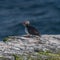 Icelandic puffins with fish at remote islands, Iceland