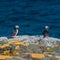 Icelandic puffins with fish at remote islands, Iceland