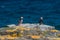 Icelandic puffins with fish at remote islands, Iceland