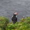 Icelandic puffins with fish at remote islands, Iceland, summer