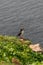 Icelandic puffins with fish at remote islands, Iceland, summer