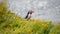 Icelandic puffins at remote islands on Iceland, summer