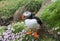 Icelandic red-billed puffin in its natural environment