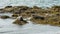 Icelandic seals resting on rocks